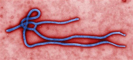 ФАЙЛ - CDC қол жетімді бұл күні жоқ файл кескіні Эбола вирусын көрсетеді. Батыс Африкада өлімге әкелетін Эбола індеті жалғасып жатқандықтан, денсаулық сақтау қызметкерлері вирус оңай таралады деген қорқынышты басу үшін, сонымен қатар белгілері бар адамдарды медициналық көмек алуға шақыруда. (AP Photo/CDC, файл)