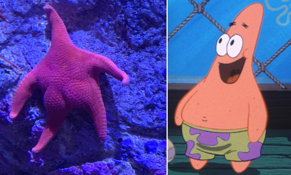 Explicación De Por Qué Patrick Vive Debajo De Una Roca En 'SpongeBob ...