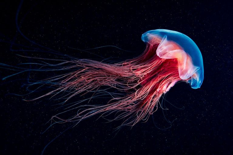   quel est le film le plus effrayant au monde,top 10 des choses les plus effrayantes au monde,chose la plus effrayante de l'univers,quelle est la chose la plus effrayante pour les humains,chose la plus effrayante jamais vue sur Internet,top 5 des choses les plus effrayantes au monde,top 20 des choses les plus effrayantes dans le monde, les choses les plus effrayantes du monde, les choses les plus effrayantes du monde, des images des choses les plus effrayantes du monde, les choses les plus effrayantes du monde, les choses les plus effrayantes du modèle de mème du monde, les choses les plus effrayantes du monde aujourd'hui, des images des choses les plus effrayantes au monde,quelles sont certaines des choses les plus effrayantes au monde,les cinq choses les plus effrayantes au monde,comment dessiner les choses les plus effrayantes au monde,dix choses les plus effrayantes au monde,liste des choses les plus effrayantes au monde le monde
