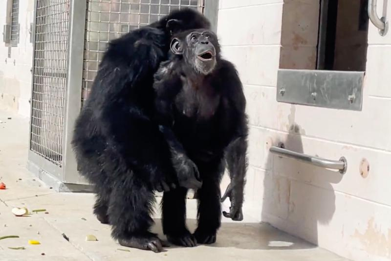 Vanilla the Chimp: Conmovedora historia en video