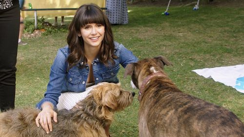   films de chiens comme Puppy Love vous devez voir Netflix, meilleurs films de chiens comme Puppy Love vous devez voir, films de chiens comme Puppy Love vous devez voir 2020, films d'amour de chien, films de chiens comme Puppy Love vous devez voir ****, films de chiens doivent montre