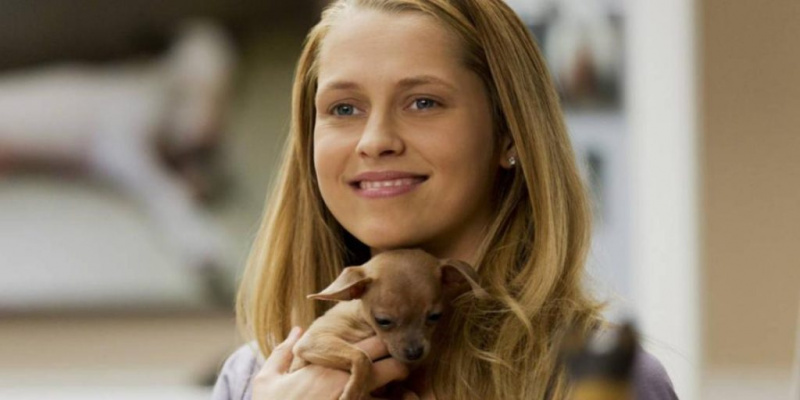 valget film hund,hund døde film, valget film hund død *grafisk*, valget film hund død *2017, valget film download 480p, valget dør hunden