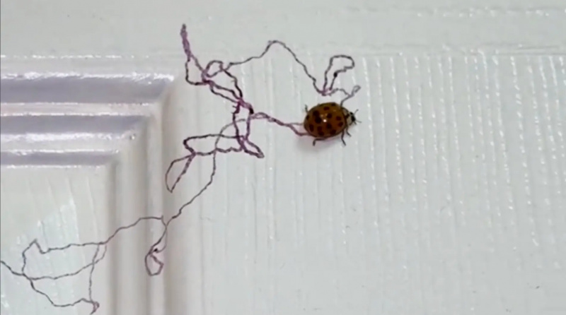 Maaari Talaga bang Gumuhit ang mga Ladybug ng Lilang Linya? Pag-unpack ng Pinakabagong Viral TikTok