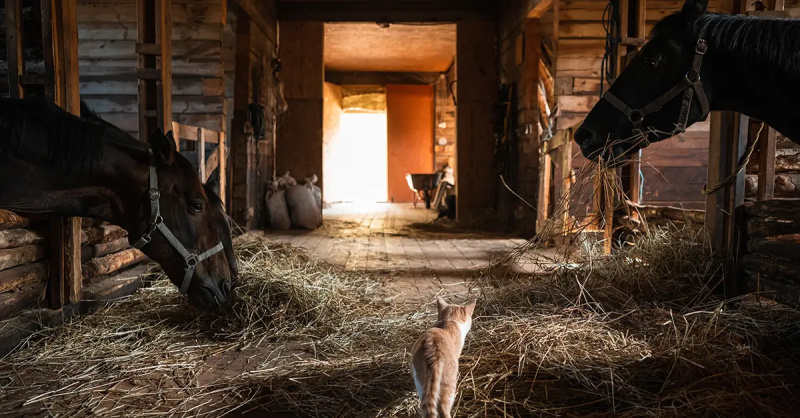 Schimbarea uleiului Amish este chiar mai dezgustătoare decât schimbarea uleiului într-o mașină
