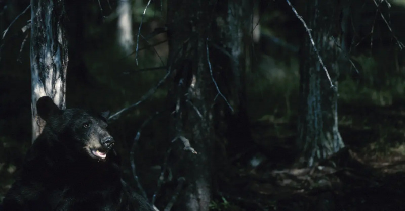Chi preferiresti stare da solo nel bosco con un orso o un uomo? Internet discute la questione