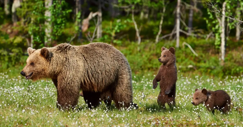 Una famiglia di orsi bruni nel bosco