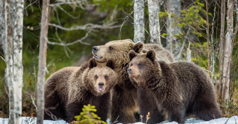Una famiglia di orsi bruni nel bosco