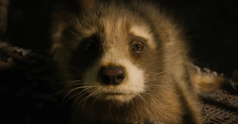 Obožavatelji MCU-a zabrinuti su da će Rocket umrijeti u 'Guardians of the Galaxy Vol. 3'