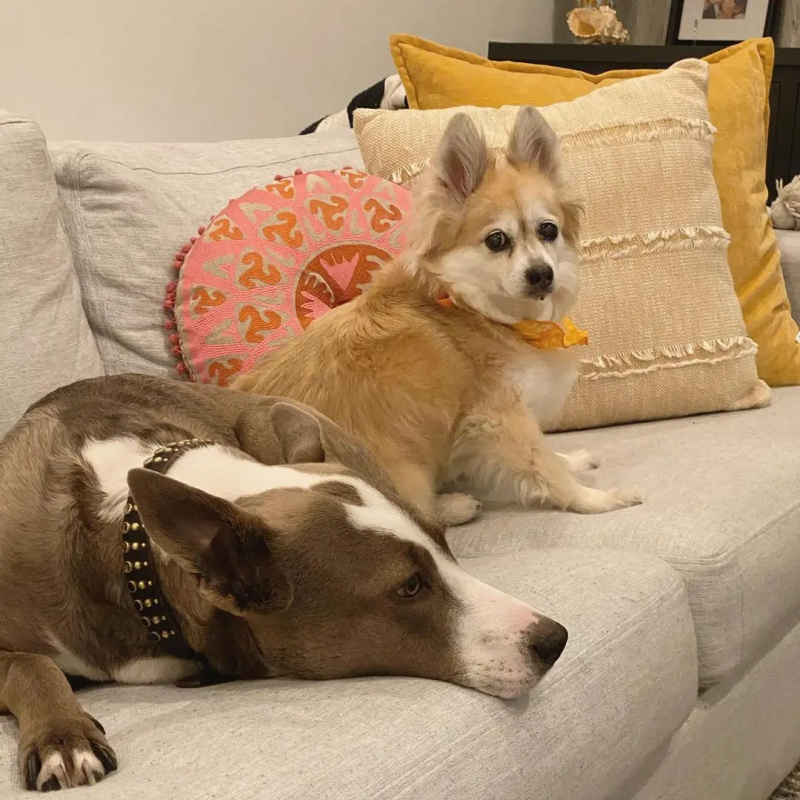アリアナ・マディックス's dogs Charlotte and Mya