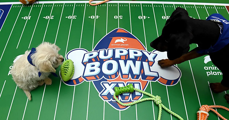 Le Puppy Bowl 2024 était dédié à Sweetpea, le plus petit joueur de tous les temps