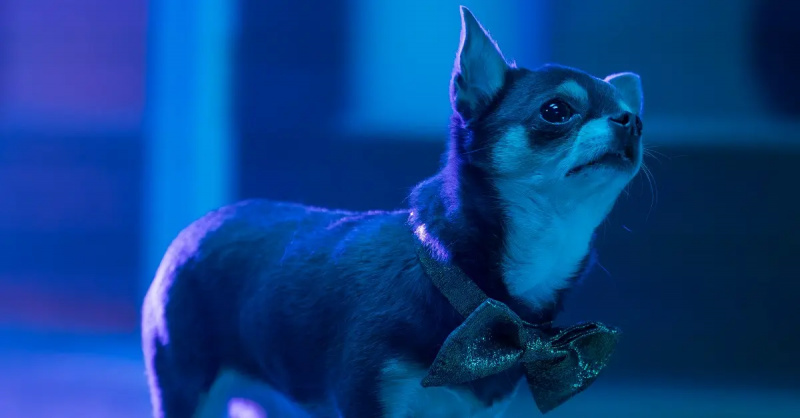 Foto do cachorro de Will Trent