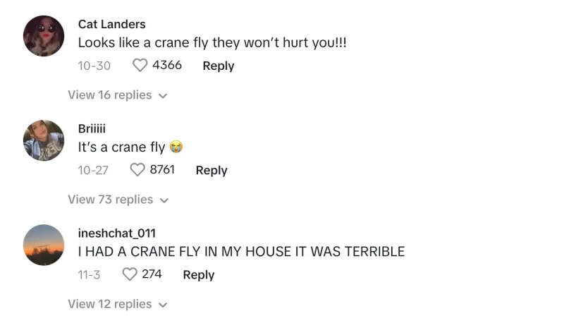 Los comentaristas dicen que el insecto es una mosca grulla.