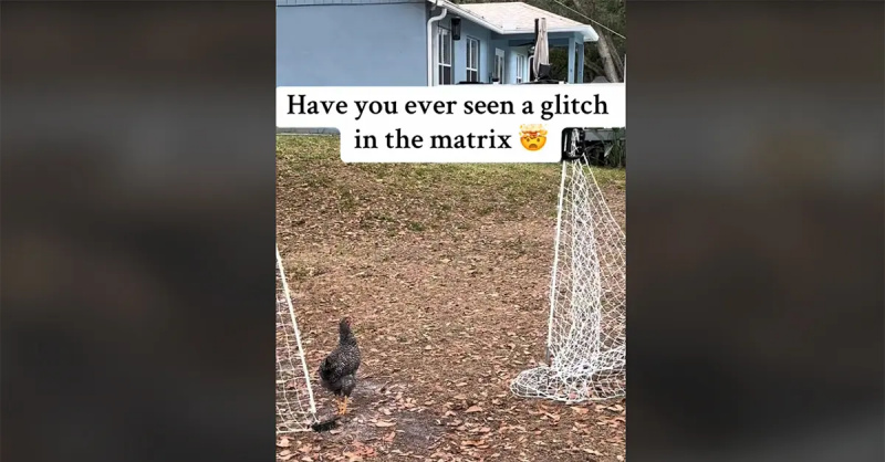Este video de pollos congelados convence a la gente de que se trata de un error de 'Matrix'
