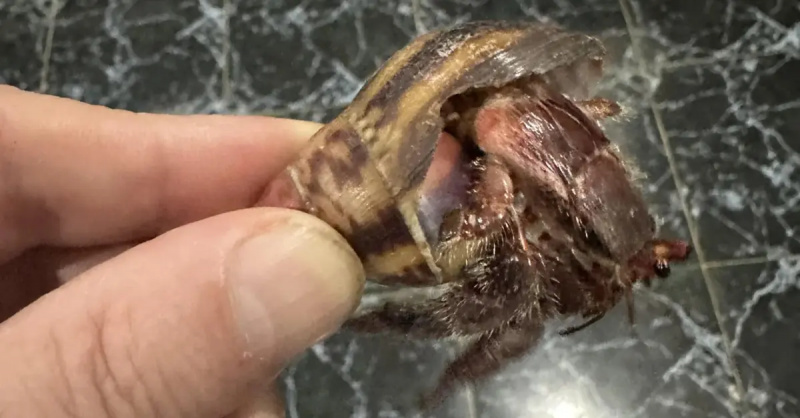 rzadki krab