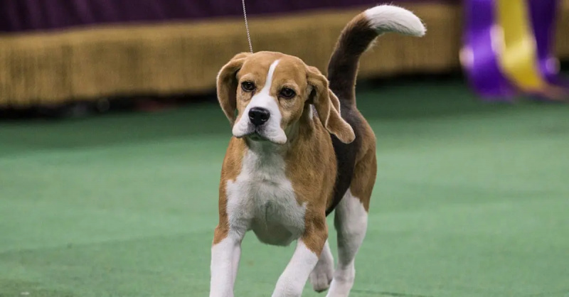   William Alexander esittelee Miss P:tä, 15 tuuman beaglea koiraryhmästä ennen kuin voitti Best in Show -palkinnon Westminster Kennel Clubin koiranäyttelyssä 17. helmikuuta 2015 New Yorkissa.