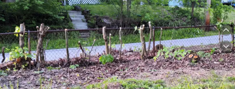 Des voisins abattent des arbres sur la propriété d’une femme sans le lui dire