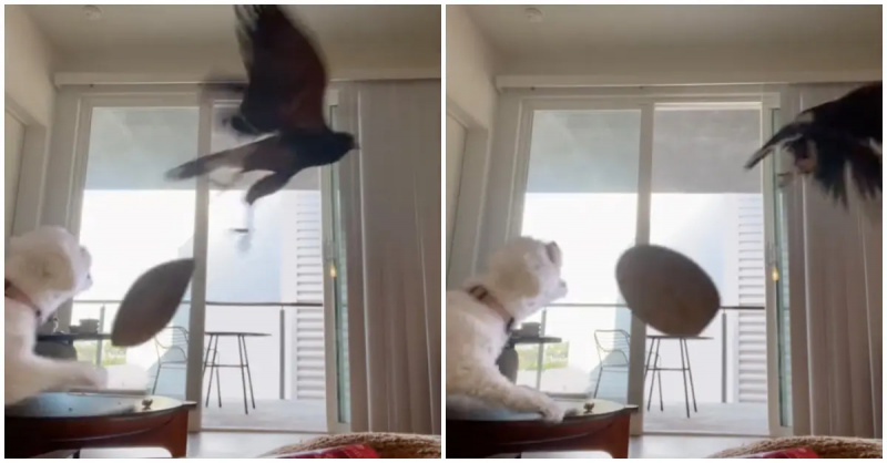   Un pequeño perro blanco intenta asustar a un halcón en la sala de estar.