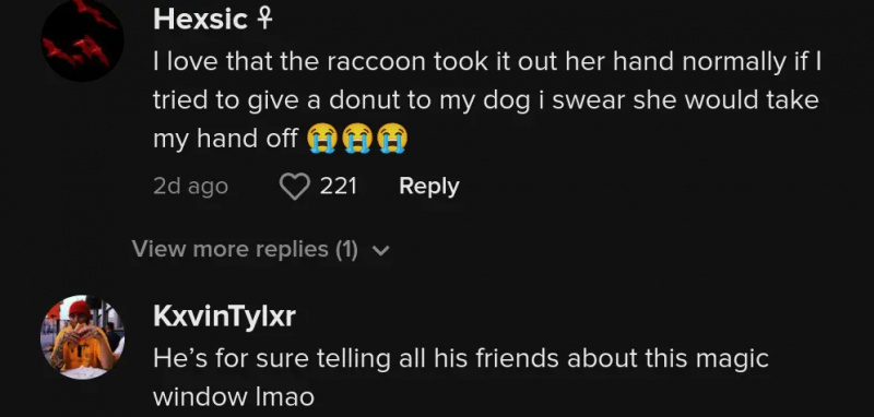 raton laveur dunkin